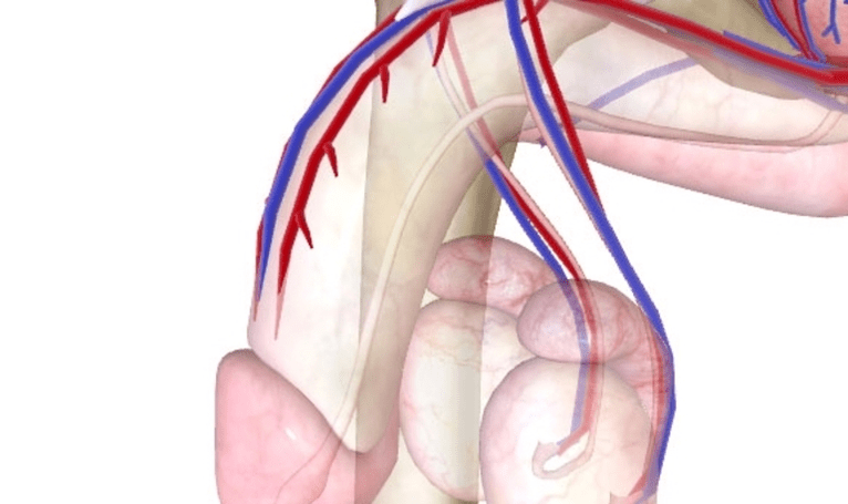 Špatná přísun krve do penisu